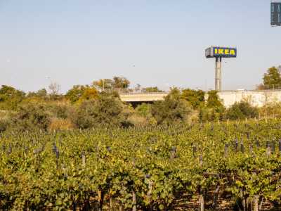 ...ai cui lati si aprono grandi campi coltivati e lunghi filari di vigneti. Un silenzioso e verde luogo situato ai piedi delle statali e a pochi passi dal centro commerciale Ikea, di cui � visibile l�imponente insegna